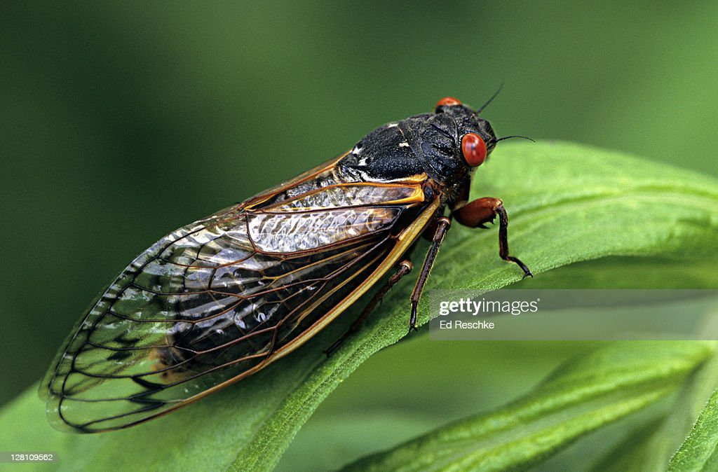 periodical cicada, adult, magicicada spp. requires 17 years to complete development. nymph splits its skin, and transforms into an adult. feeds on sap of tree roots. northern illinois brood. this brood is the largest emergence of cicadas anywhere - cigarra fotografías e imágenes de stock