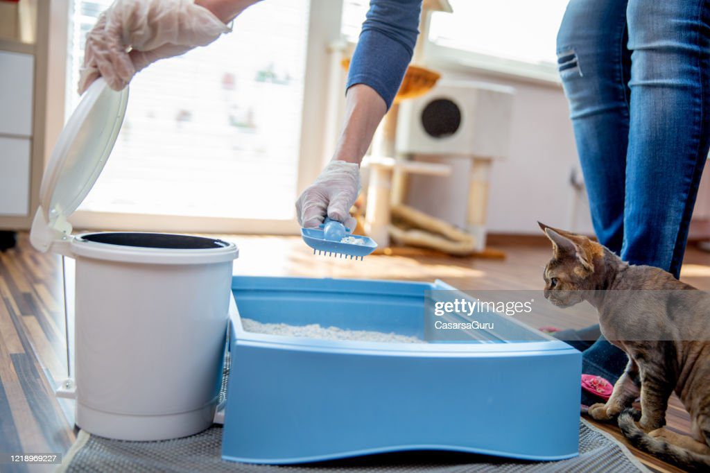 mujer adulta limpieza cat caja de arena en casa - foto de stock - heces de gato fotografías e imágenes de stock