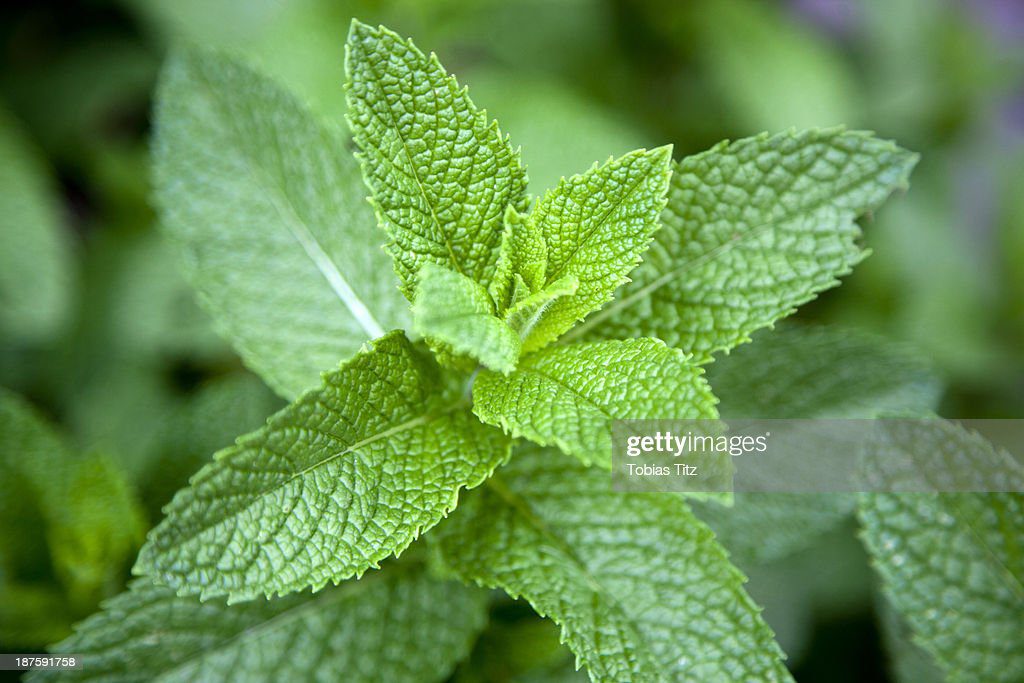 leaves on a mint plant (lamiaceae), close-up - menta fotografías e imágenes de stock