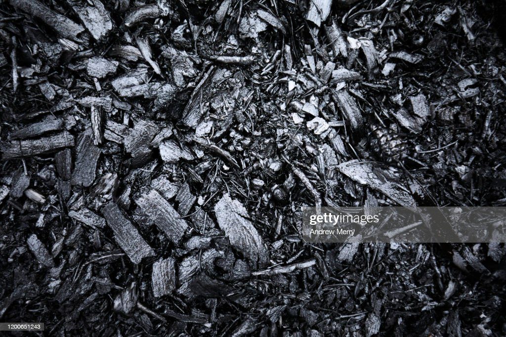 closeup of burnt black forest floor after bush fire, australia - cenizas fotografías e imágenes de stock