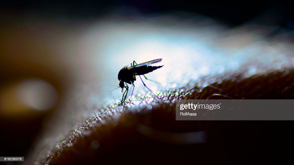 mosquito - mosquitos fotografías e imágenes de stock