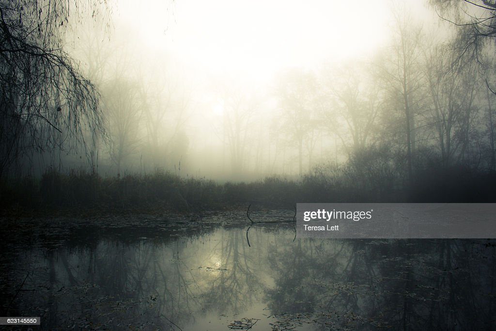 swamp with fog - pantano fotografías e imágenes de stock