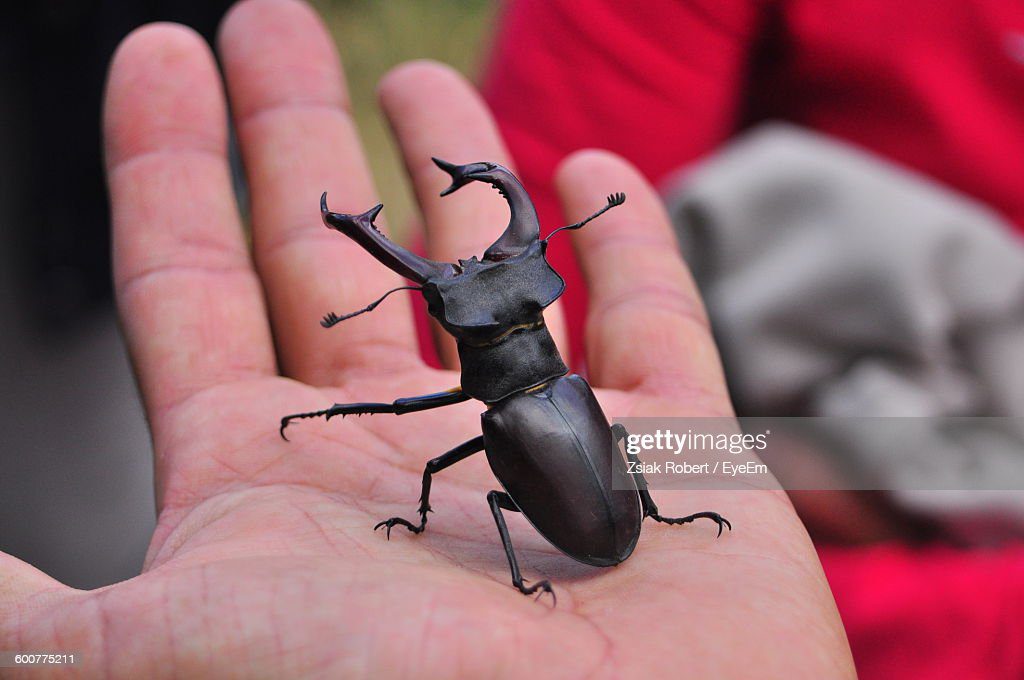 cropped hand of person holding stag beetle - escarabajo negro fotografías e imágenes de stock
