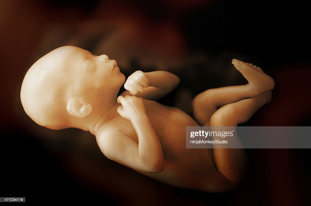 humana bebé en el útero. - feto fotografías e imágenes de stock