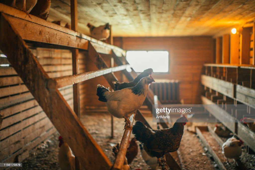 pollo en el interior de una granja - gallinero fotografías e imágenes de stock