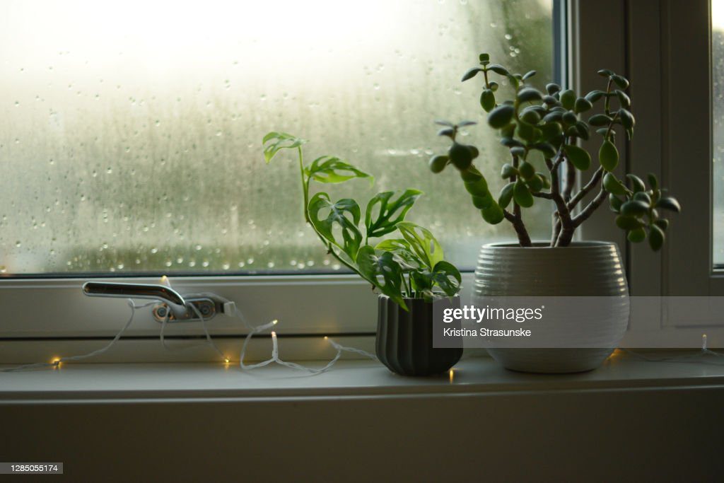 two potted green plants in a windowsill - lluvia en casa fotografías e imágenes de stock
