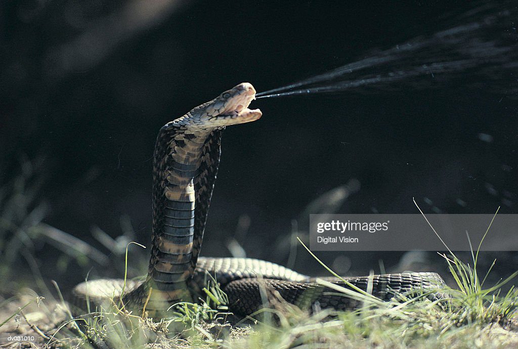 mozambique spitting cobra - serpientes fotografías e imágenes de stock
