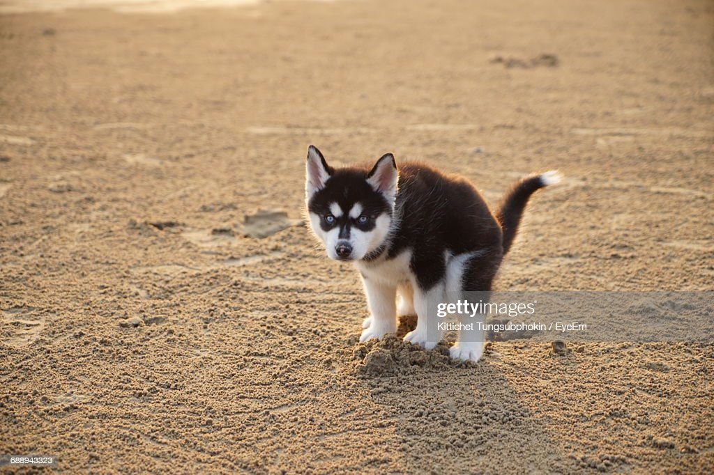husky puppy defecating - caca de perro fotografías e imágenes de stock