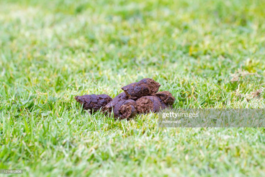 big pile of fresh dog poop sitting in the meadow - caca de perro fotografías e imágenes de stock