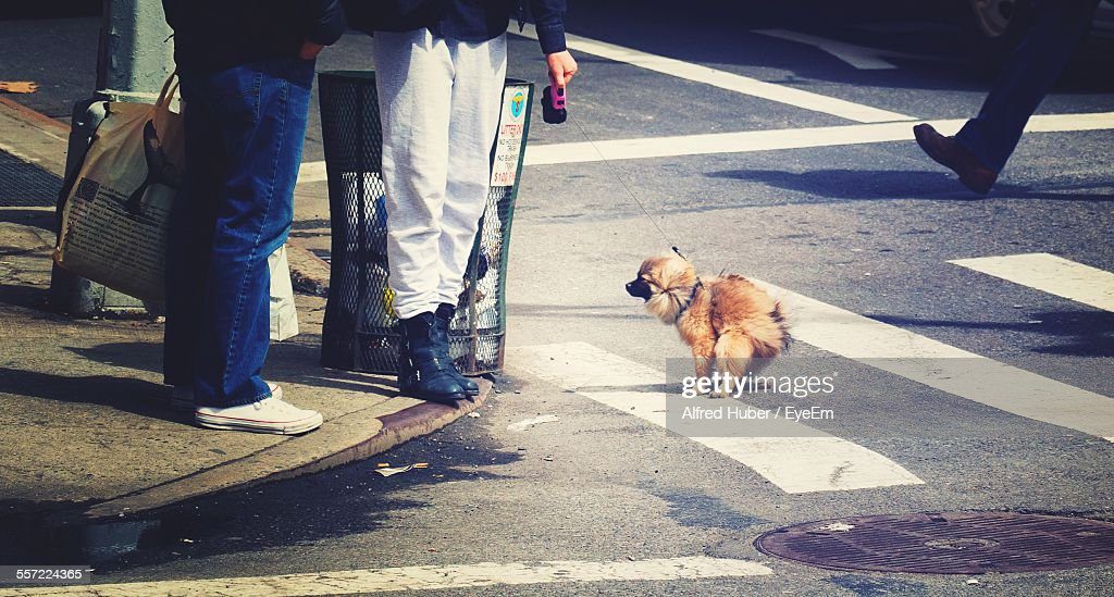 puppy defecating on road - caca de perro fotografías e imágenes de stock