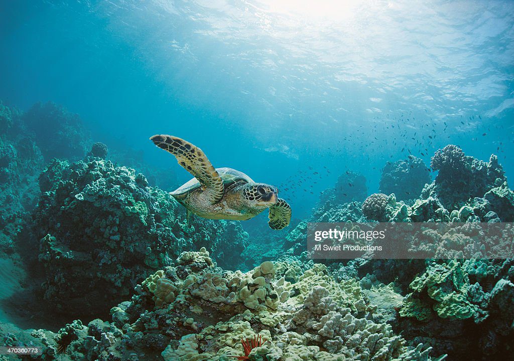 sea turtle - tortuga fotografías e imágenes de stock