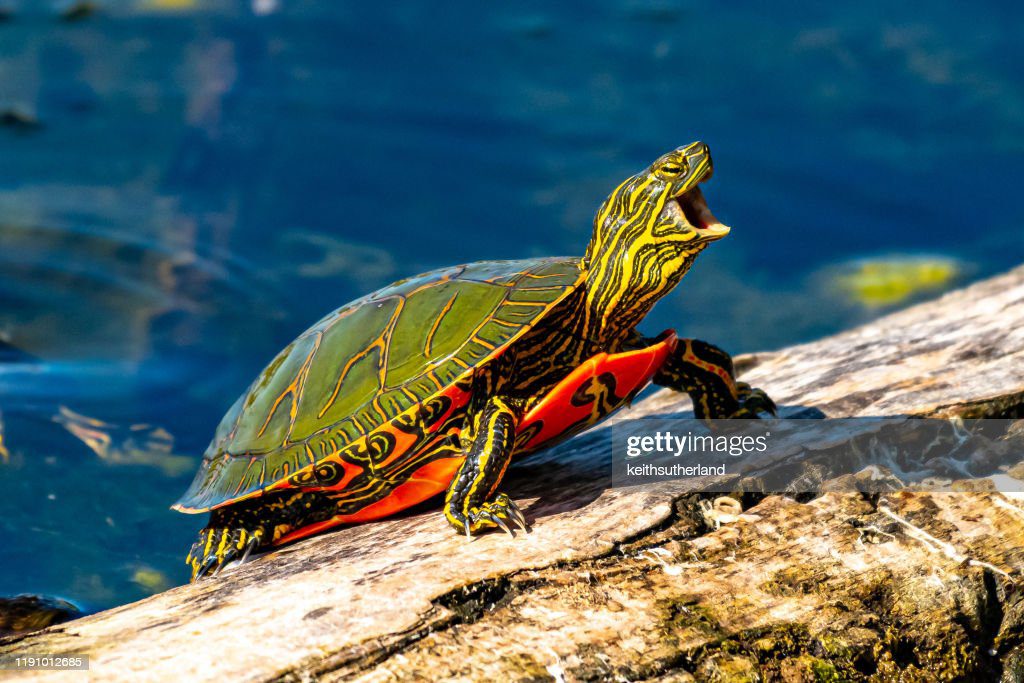 close-up of a turtle on a rock, british columbia, canada - tortuga fotografías e imágenes de stock