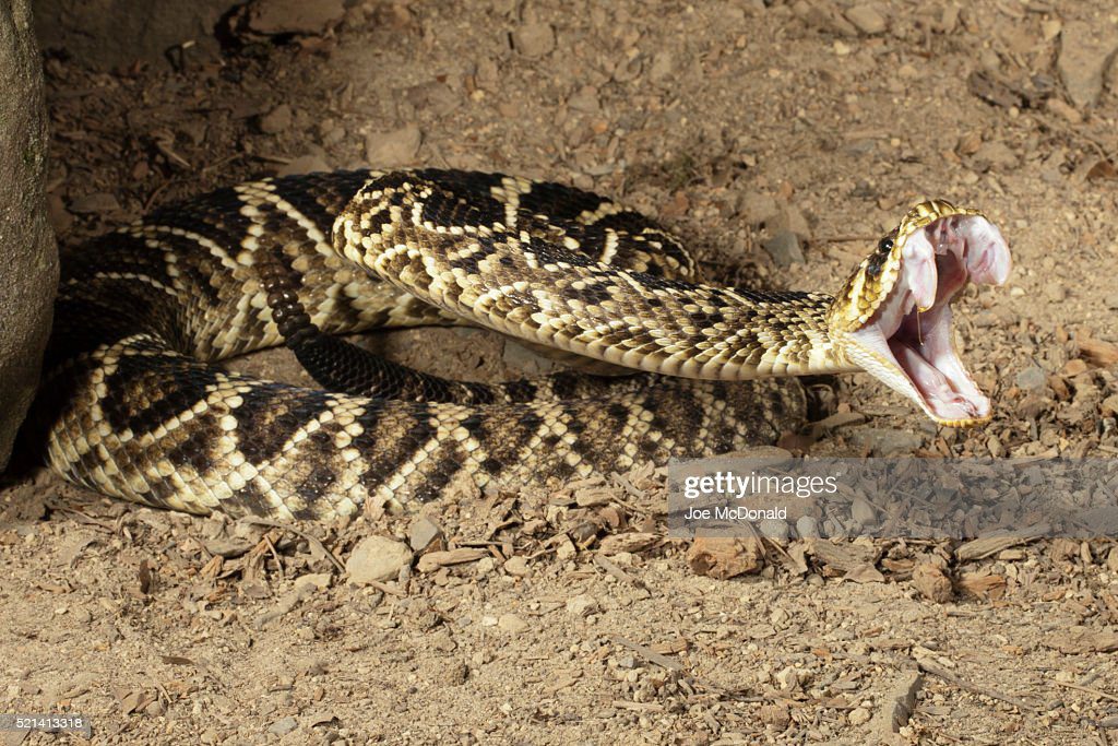 eastern diamondback rattlesnake - serpiente muerde fotografías e imágenes de stock