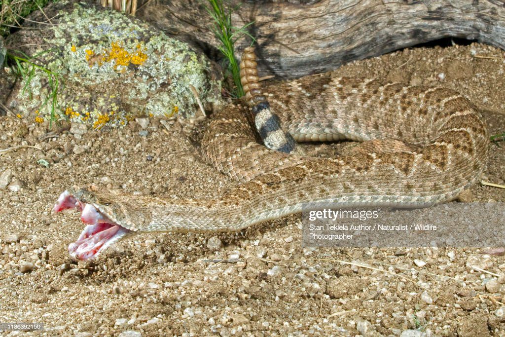 western diamond-backed rattle snake, rattlesnake, diamondbacked, striking fangs out - serpiente muerde fotografías e imágenes de stock