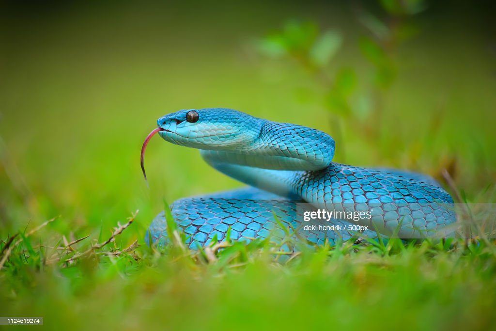 blue snake blue viper absolutly dangerous - serpiente de colores fotografías e imágenes de stock