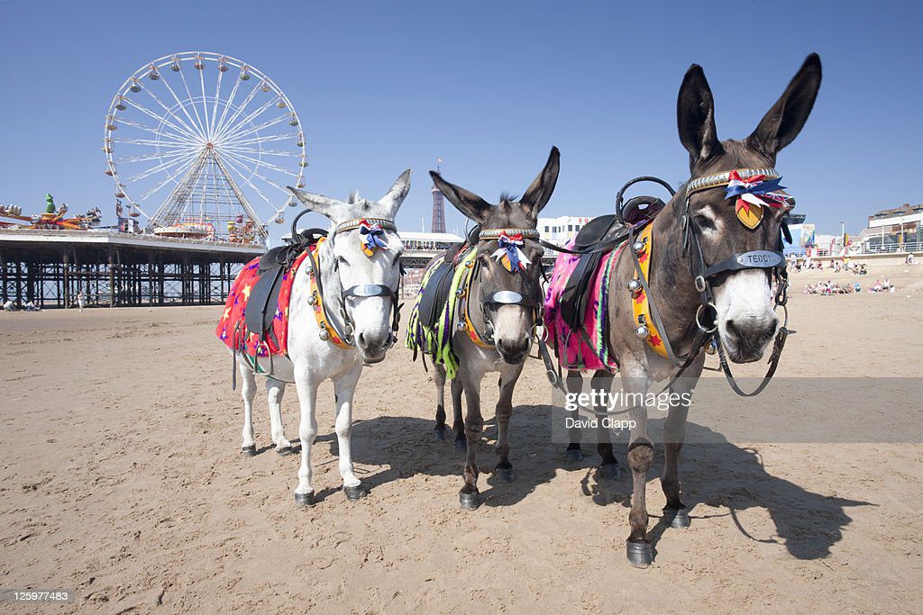 donkeys on the beach near central pier on blackpool beach, blackpool, lancashire, england, uk - burro fotografías e imágenes de stock