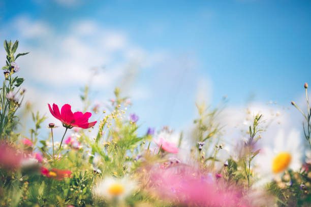 primavera prado - flores fotografías e imágenes de stock