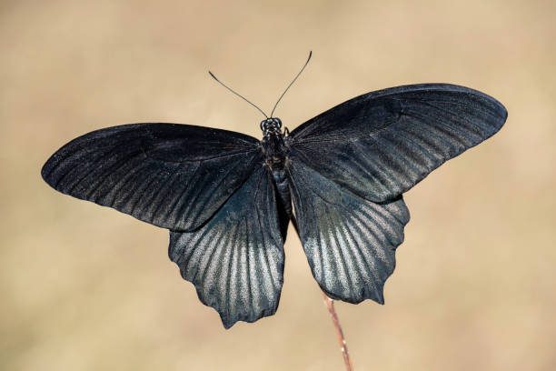 papilio lowi – great yellow mormon butterfly - mariposa negra fotografías e imágenes de stock