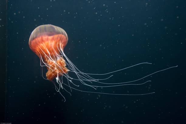 close-up of jellyfish in sea - medusas fotografías e imágenes de stock