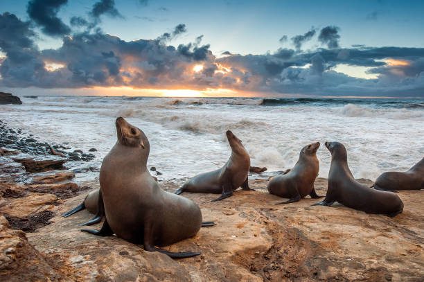 la jolla beach sea lions - leon marino fotografías e imágenes de stock