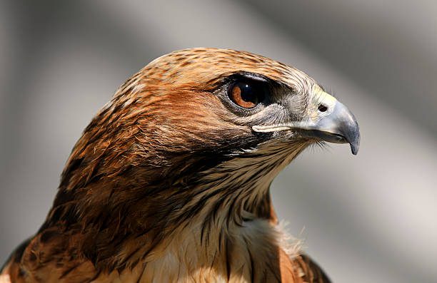 águila de cola roja (buteo jamaicensis) retrato - halcon fotografías e imágenes de stock