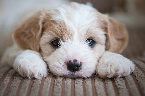 cavashon puppy - cachorros fotografías e imágenes de stock