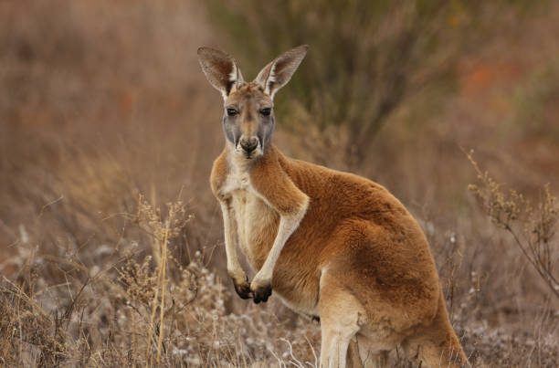 red kangaroo portrait in australian outback - canguro fotografías e imágenes de stock