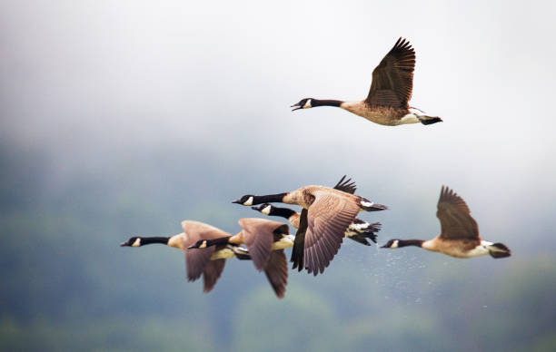 beautiful close up of geese in flight against mountains in pennsylvania - ganso fotografías e imágenes de stock