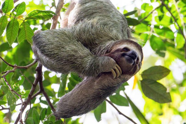 smiling sloth hanging in a tree - perezoso fotografías e imágenes de stock