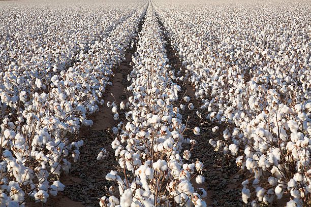 blanco cálido de algodón cultivo de plantas filas, campo listo para harvest - algodon fotografías e imágenes de stock