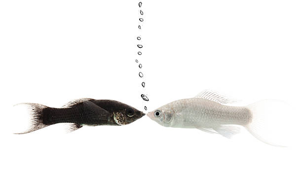 blanco y negro y molly pescado besar - pescado negro fotografías e imágenes de stock