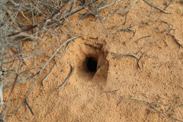 rodent nesting hole in the sandy hill - nido de serpiente fotografías e imágenes de stock