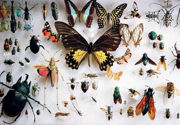 preservedbutterfliesandotherinsects insectofotografíaseimágenesdestock