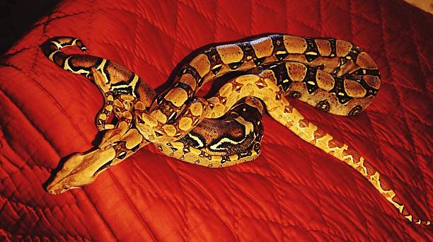 high angle view of snakes on red bed - serpiente en la cama fotografías e imágenes de stock