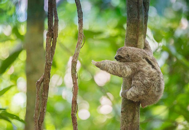 baby three-toed tree sloth reaches out for a branch, costa rica - perezoso fotografías e imágenes de stock