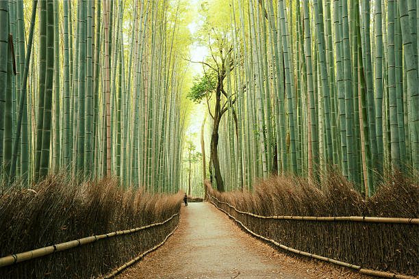 arashiyama bosque de bambú en kyoto, japón - bambu fotografías e imágenes de stock