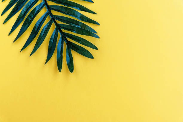 palm leaf on yellow backgrounds summer concept - color amarillo fotografías e imágenes de stock