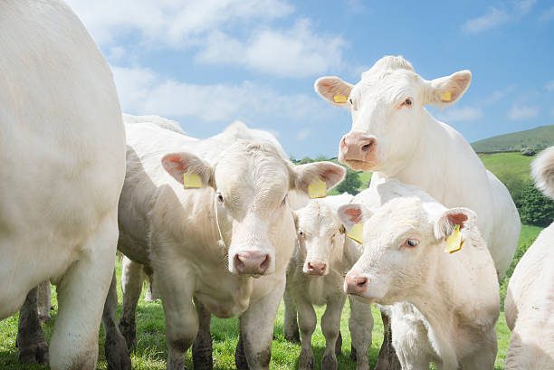 charolais cattle in bright summer sunshine - vaca blanca fotografías e imágenes de stock