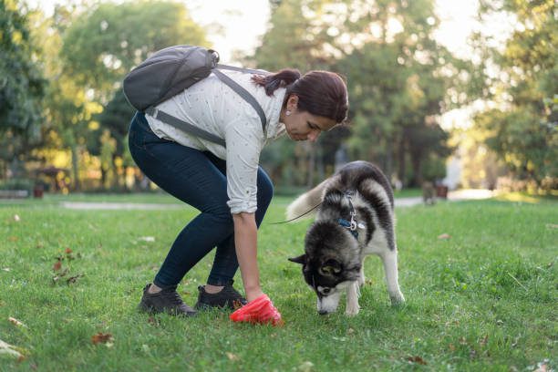 mujer limpiando después de su perro en el parque - heces perro fotografías e imágenes de stock