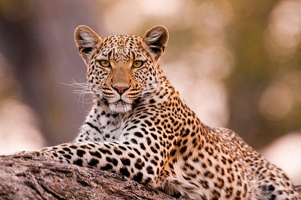 leopard, chobe national park, botswana - leopardo fotografías e imágenes de stock