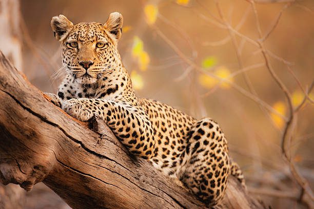 a portrait of a leopard resting in a tree - leopardo fotografías e imágenes de stock