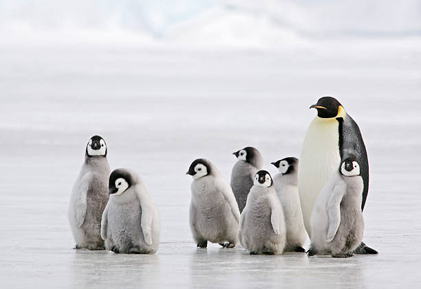 antártida servicio de cuidado de niños - pinguinp fotografías e imágenes de stock