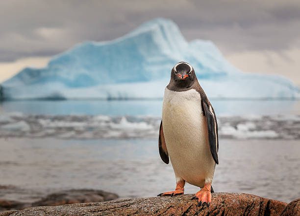 gentoo penguin antarctica - pinguinp fotografías e imágenes de stock