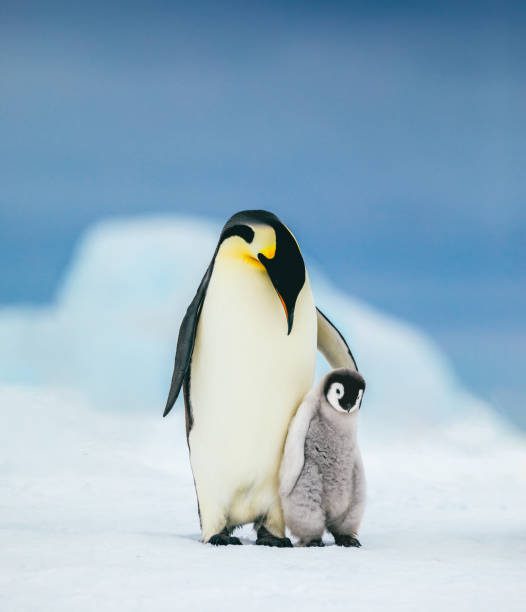 emperor family - pinguinp fotografías e imágenes de stock
