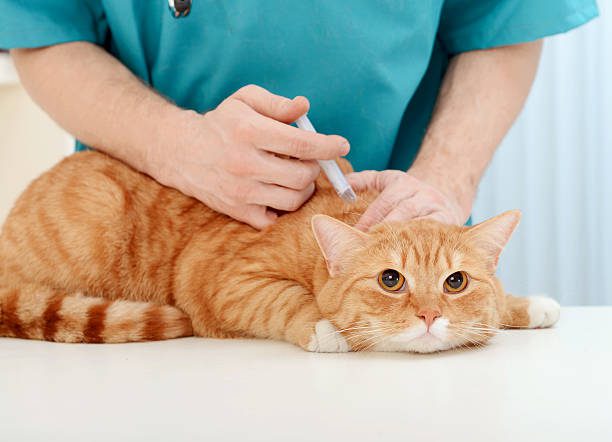 veterinario médico examinar hermosa adulto cat - gato enfermo fotografías e imágenes de stock