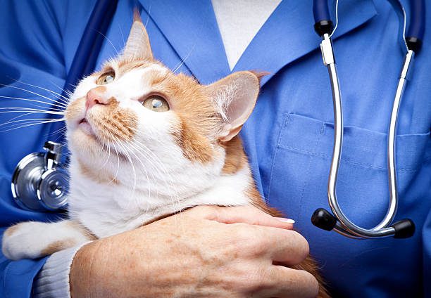 veterinario - gato enfermo fotografías e imágenes de stock